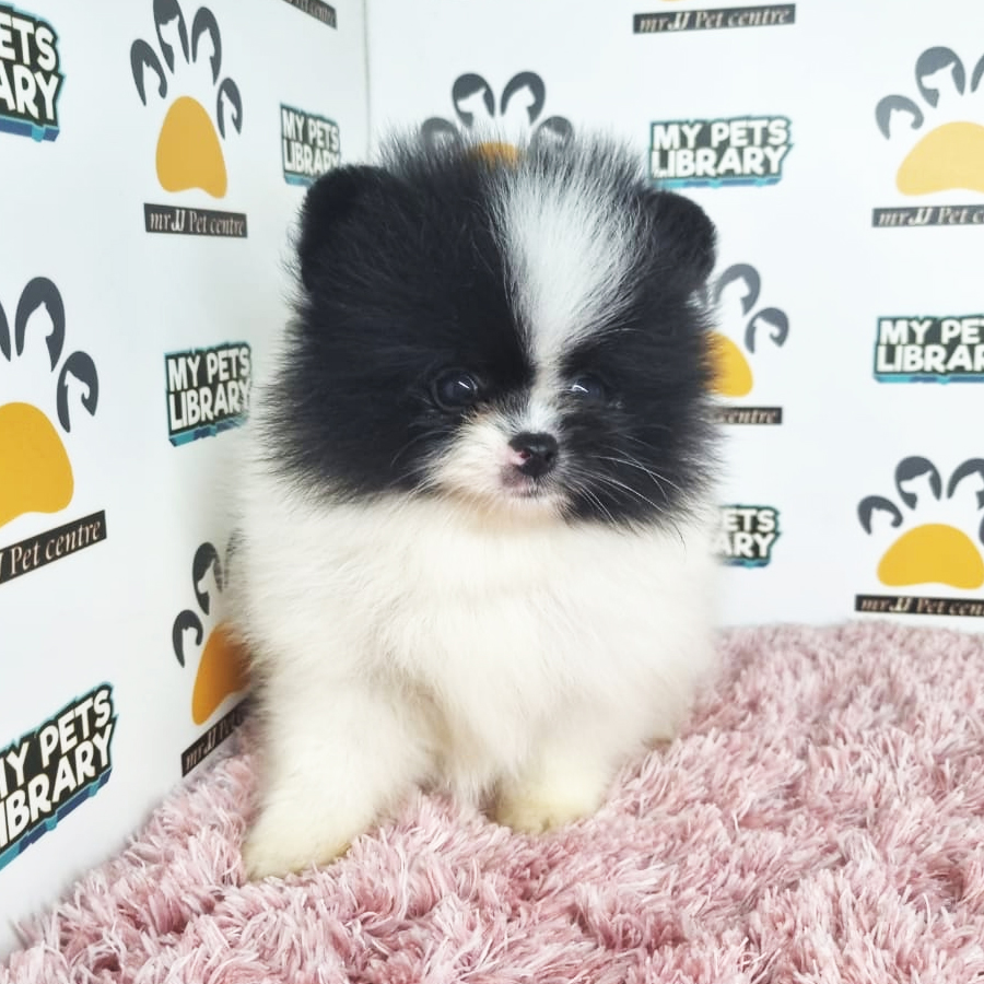 Pomeranian Puppy (Female) For Sale