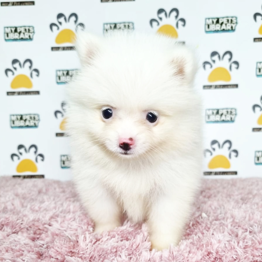 Pomeranian Puppy (Female) For Sale