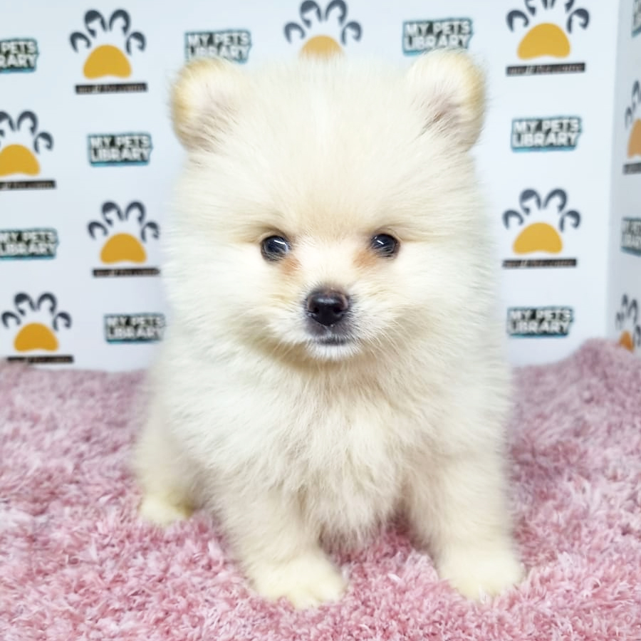 Pomeranian Puppy (Male) For Sale