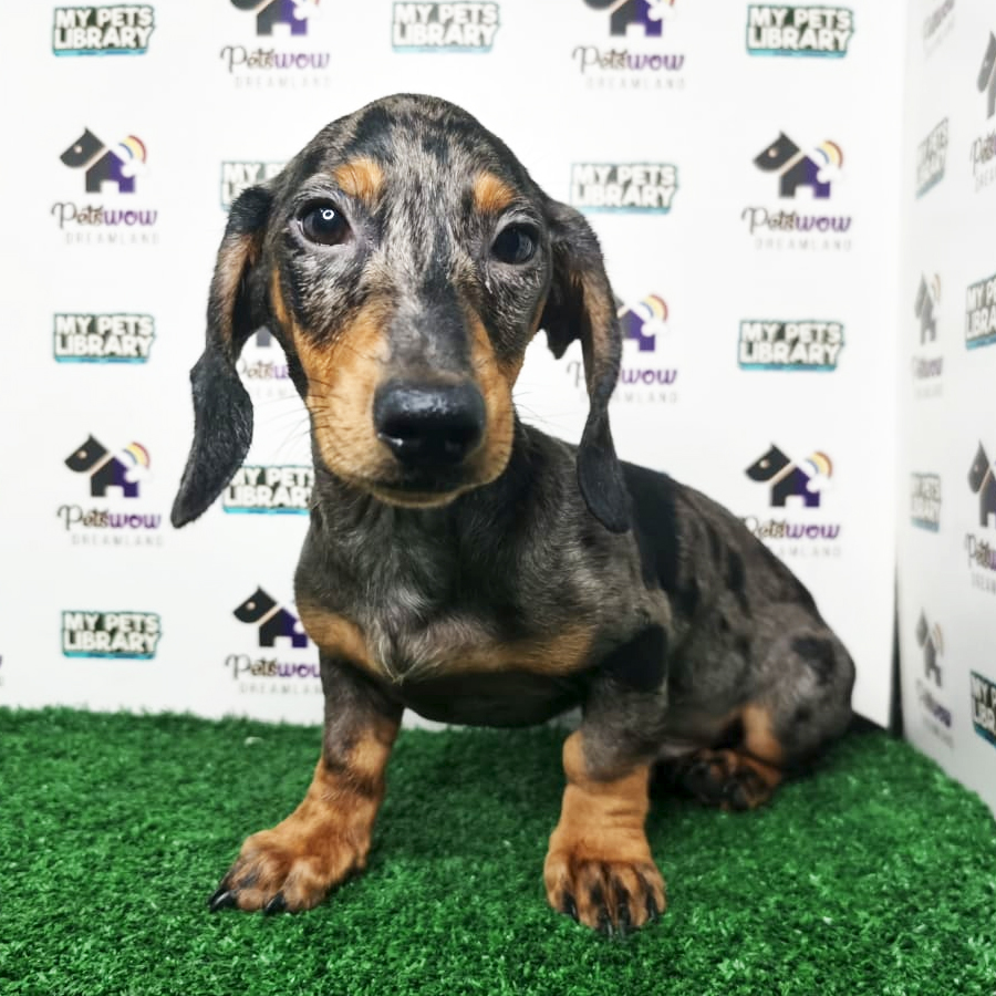 Dachshund Puppy (Male) For Sale