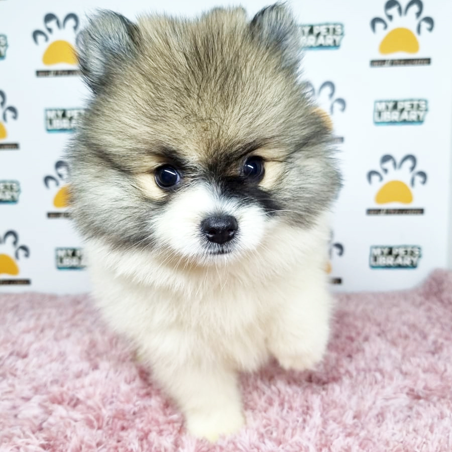Pomeranian Puppy (Female) For Sale