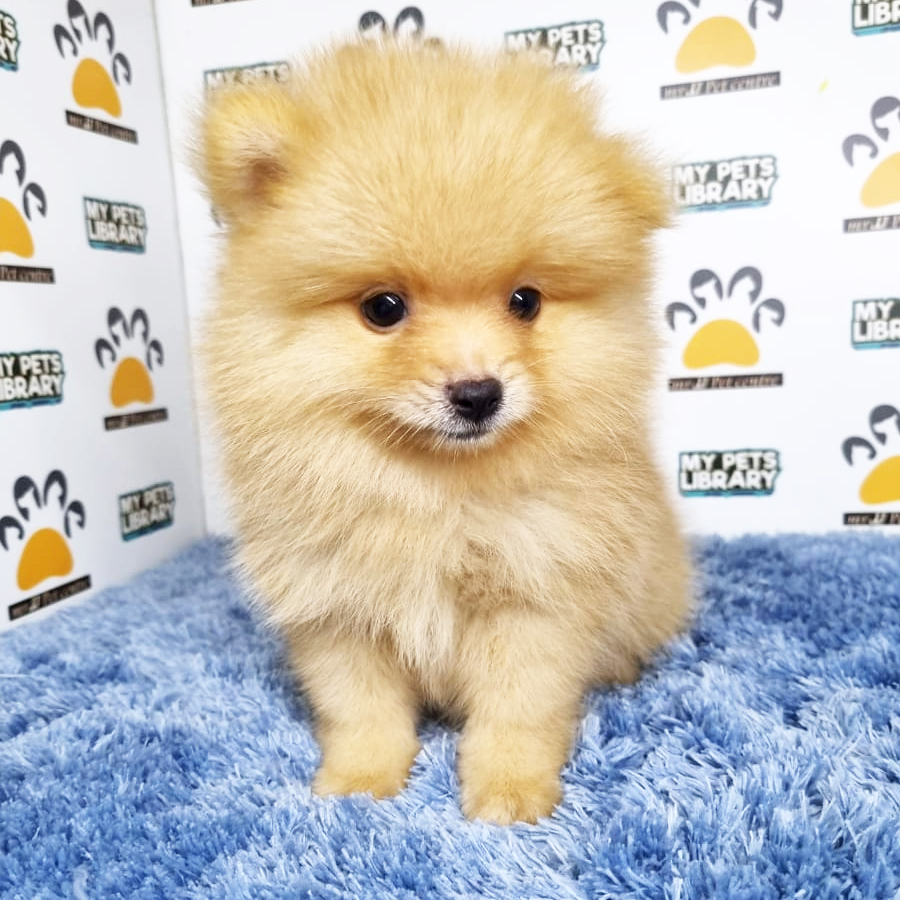 Pomeranian Puppy (Male) For Sale