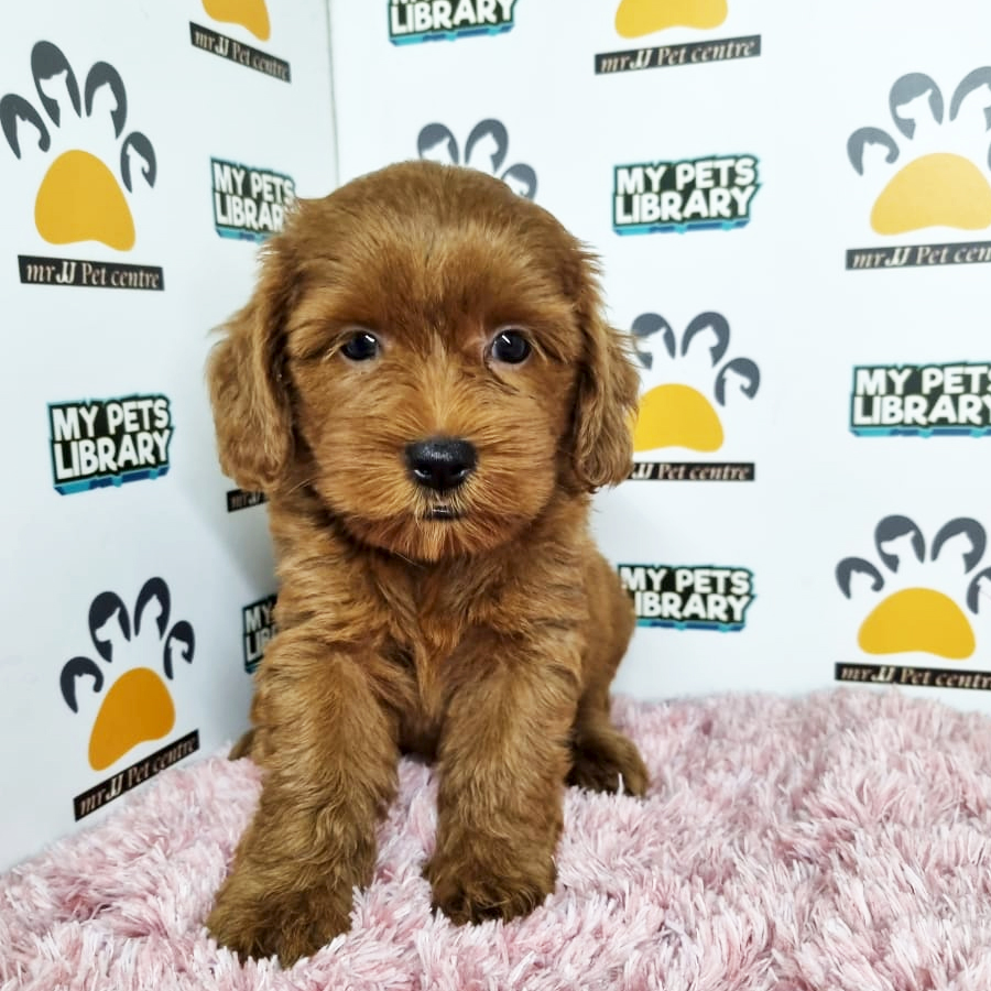 Toy Poodle Puppy (Female) For Sale