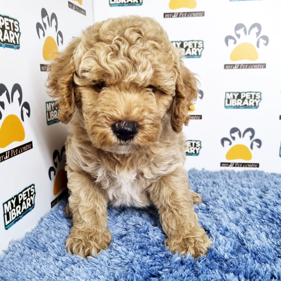 Toy Poodle Puppy (Male) For Sale