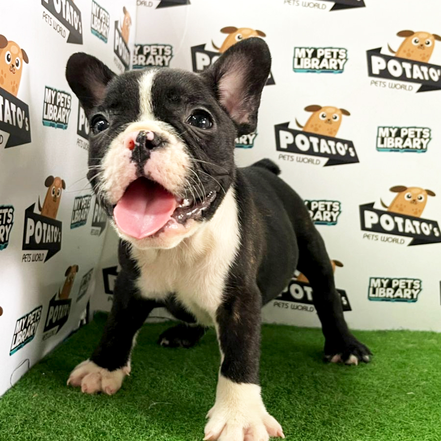 French Bulldog Puppy (Male) For Sale