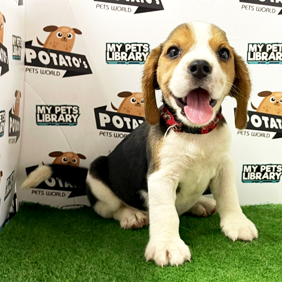 Beagle Puppy (Female) For Sale