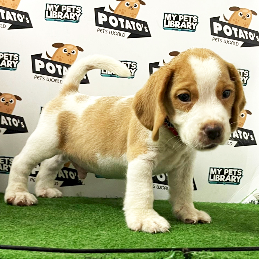 Beagle Puppy (Male) For Sale