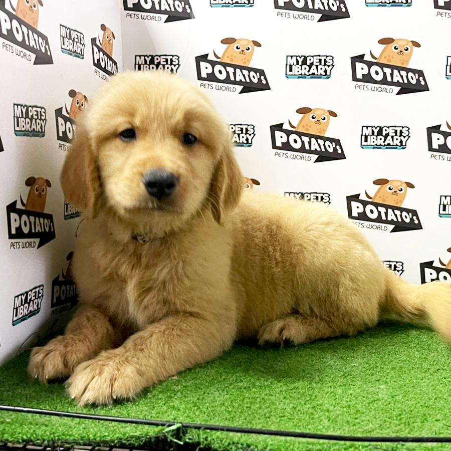 Golden Retriever Puppy (Male) For Sale
