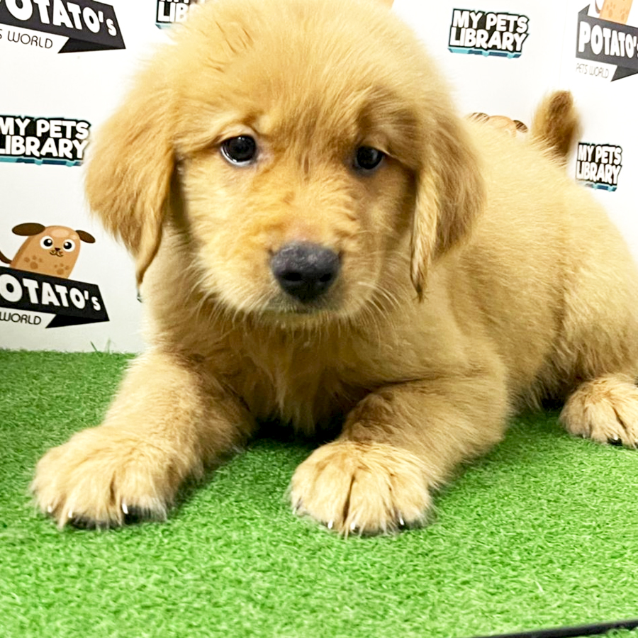 Golden Retriever Puppy (Male) For Sale