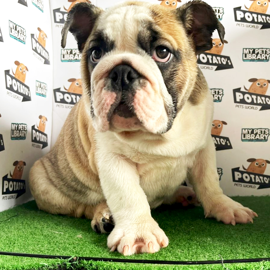 English Bulldog Puppy (Male) For Sale