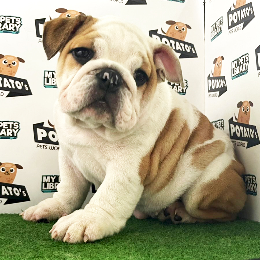 English Bulldog Puppy (Female) For Sale