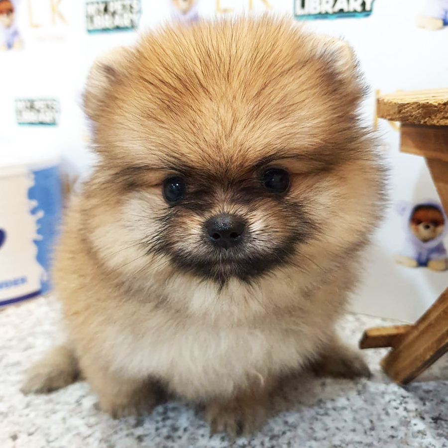 Pomeranian Puppy (Female) For Sale