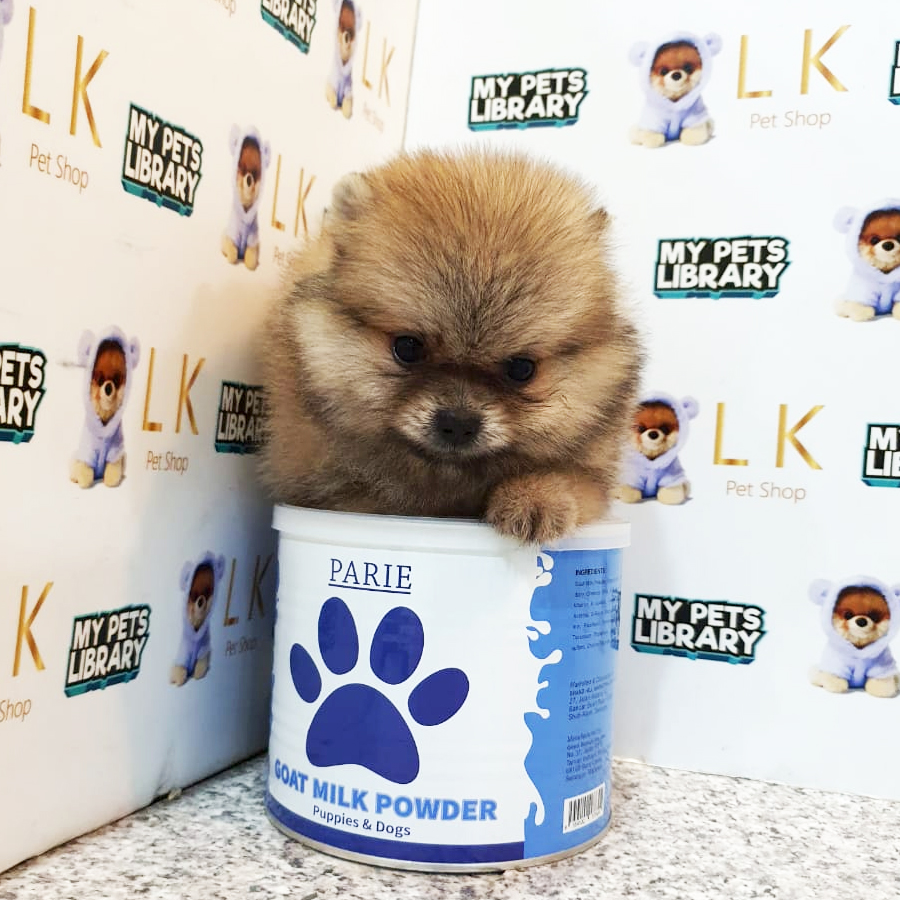 Pomeranian Puppy (Female) For Sale