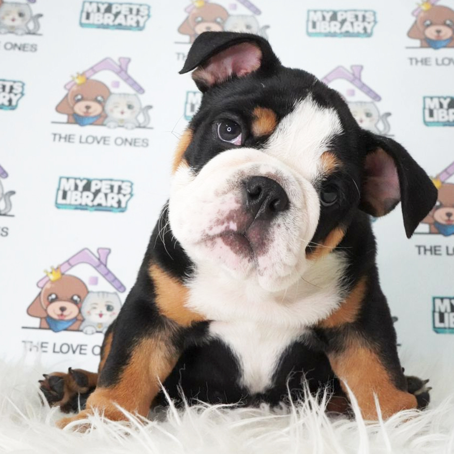English Bulldog Puppy (Male) For Sale