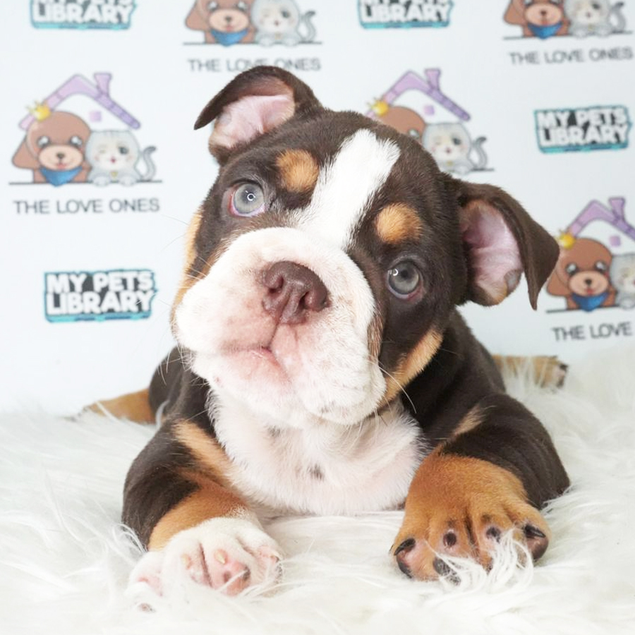 English Bulldog Puppy (Female) For Sale