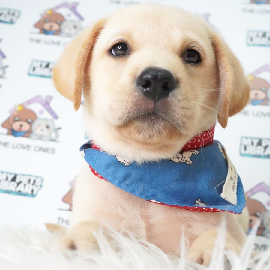 Labrador Retriever Puppy (Female) For Sale