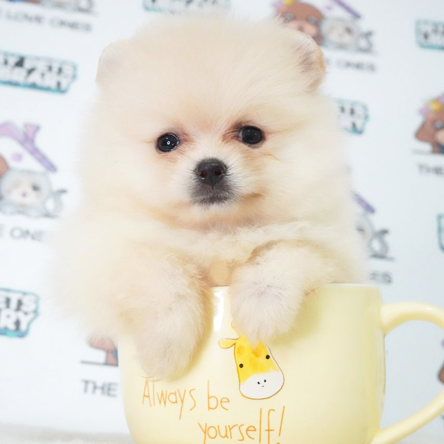 MKA Teacup Pomeranian Puppy (Female) For Sale