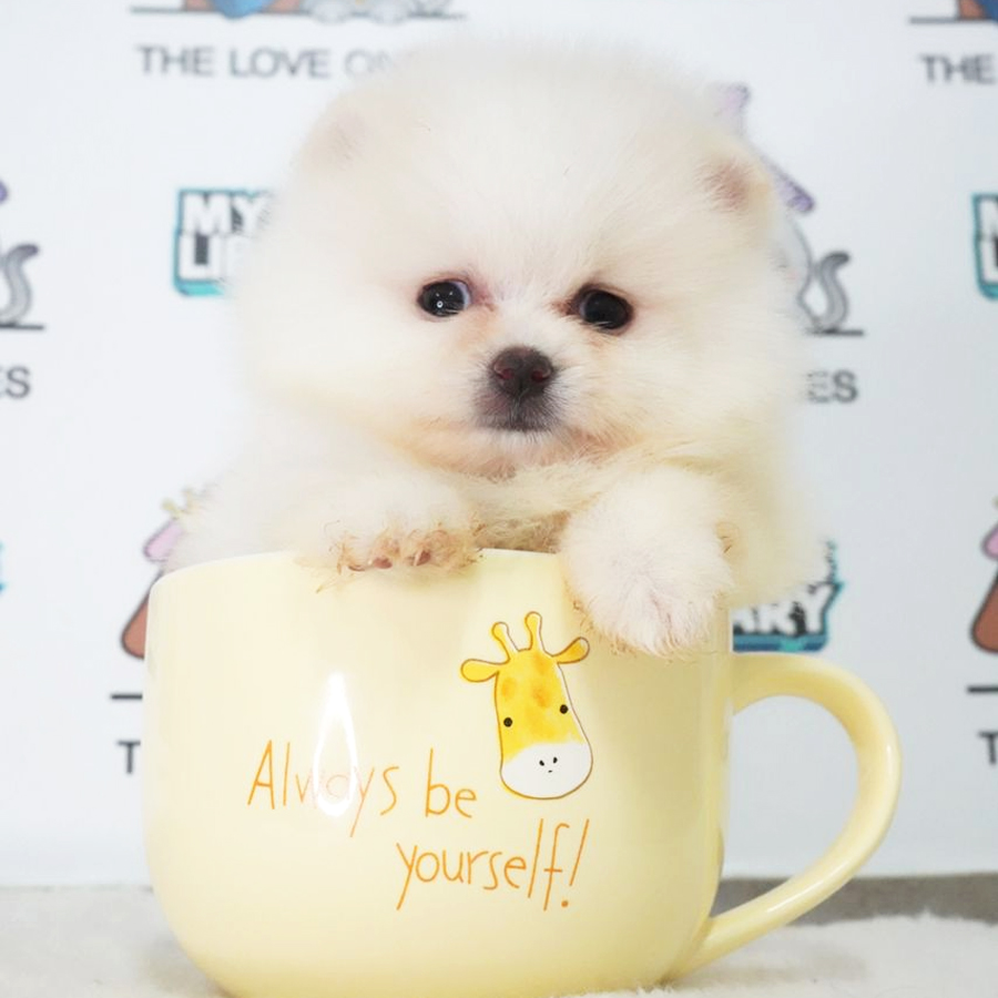 MKA Teacup Pomeranian Puppy (Female) For Sale