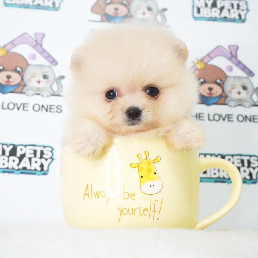 MKA Teacup Pomeranian Puppy (Female) For Sale