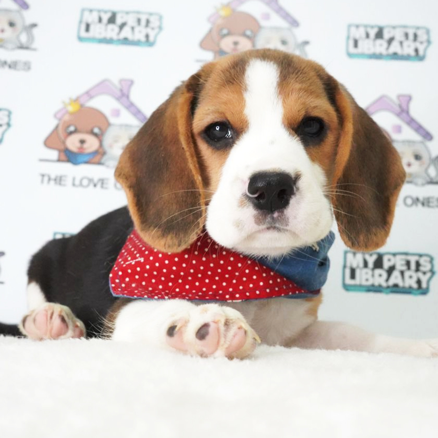 Beagle Puppy (Female) For Sale