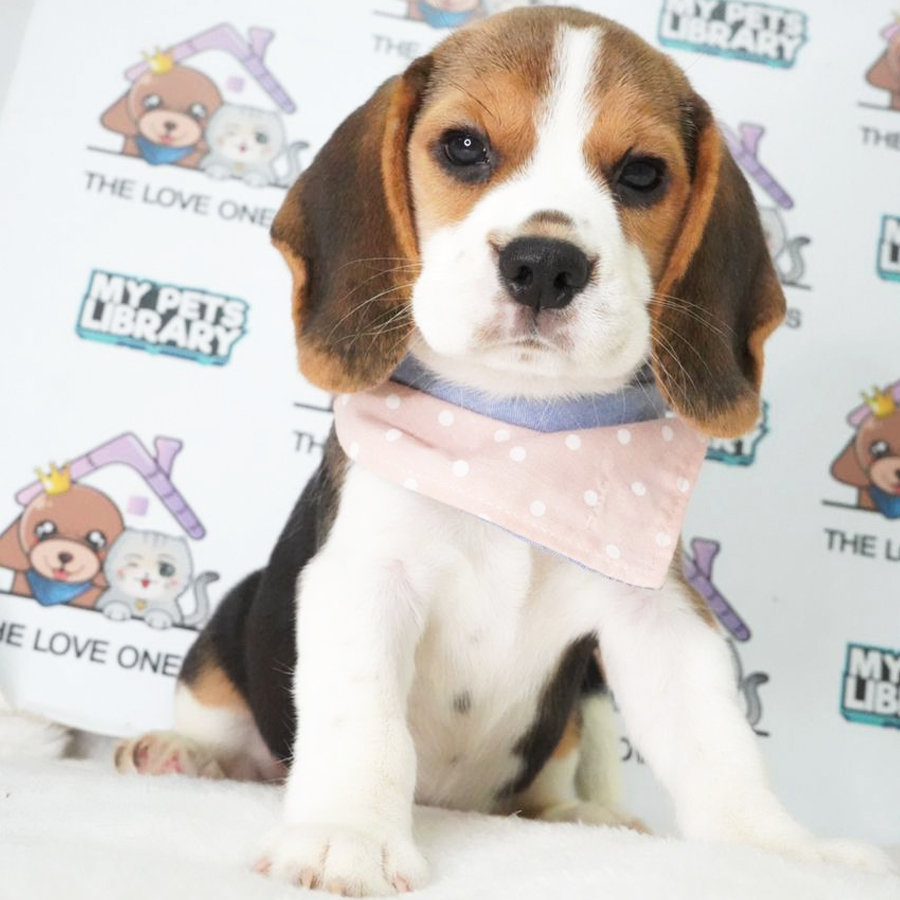 Beagle Puppy (Female) For Sale