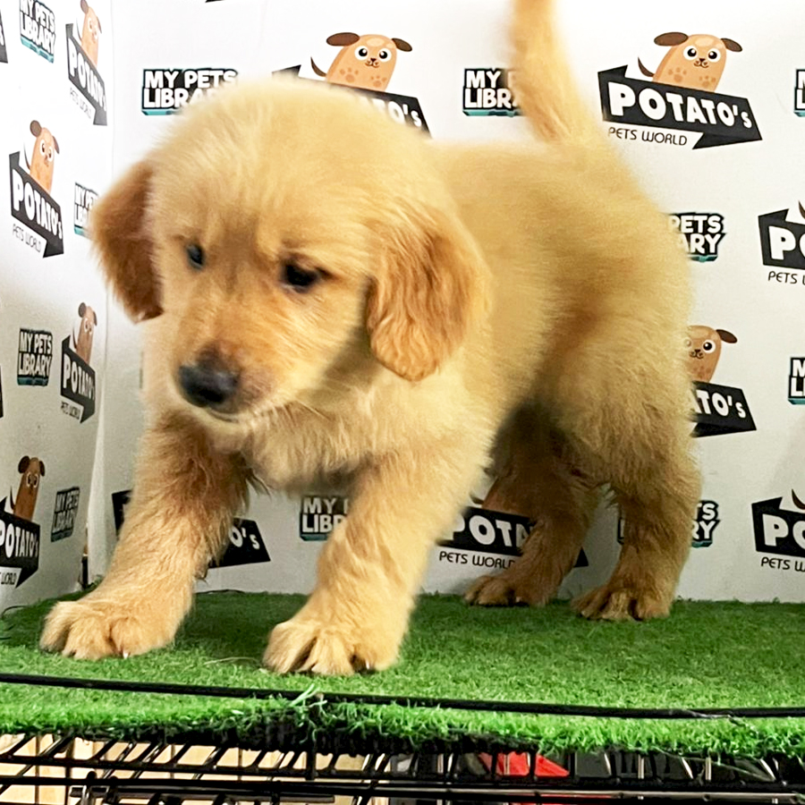 Golden Retriever Puppy (Male) For Sale