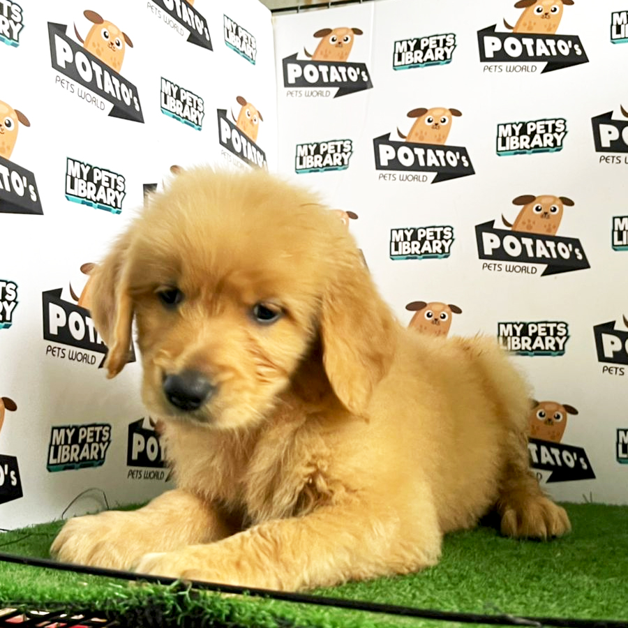 Golden Retriever Puppy (Male) For Sale