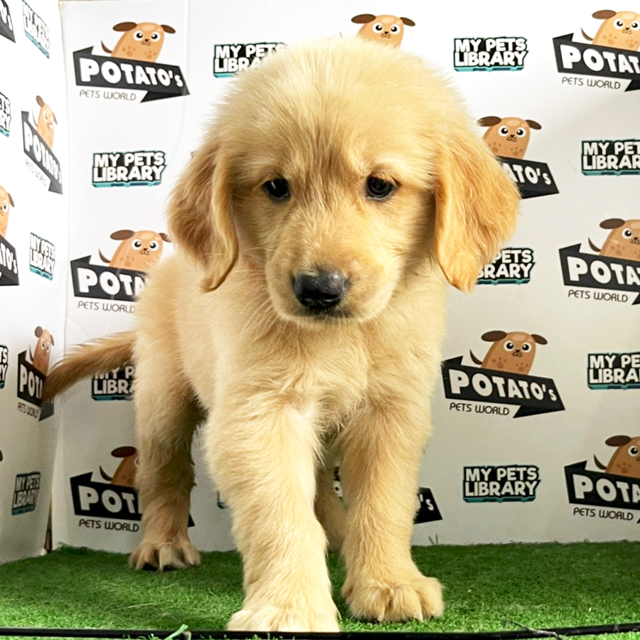 Golden Retriever Puppy (Female) For Sale