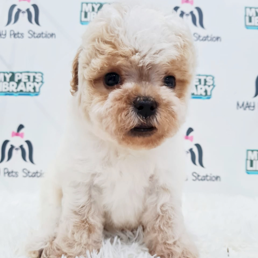 Toy Poodle Puppy (Male) For Sale