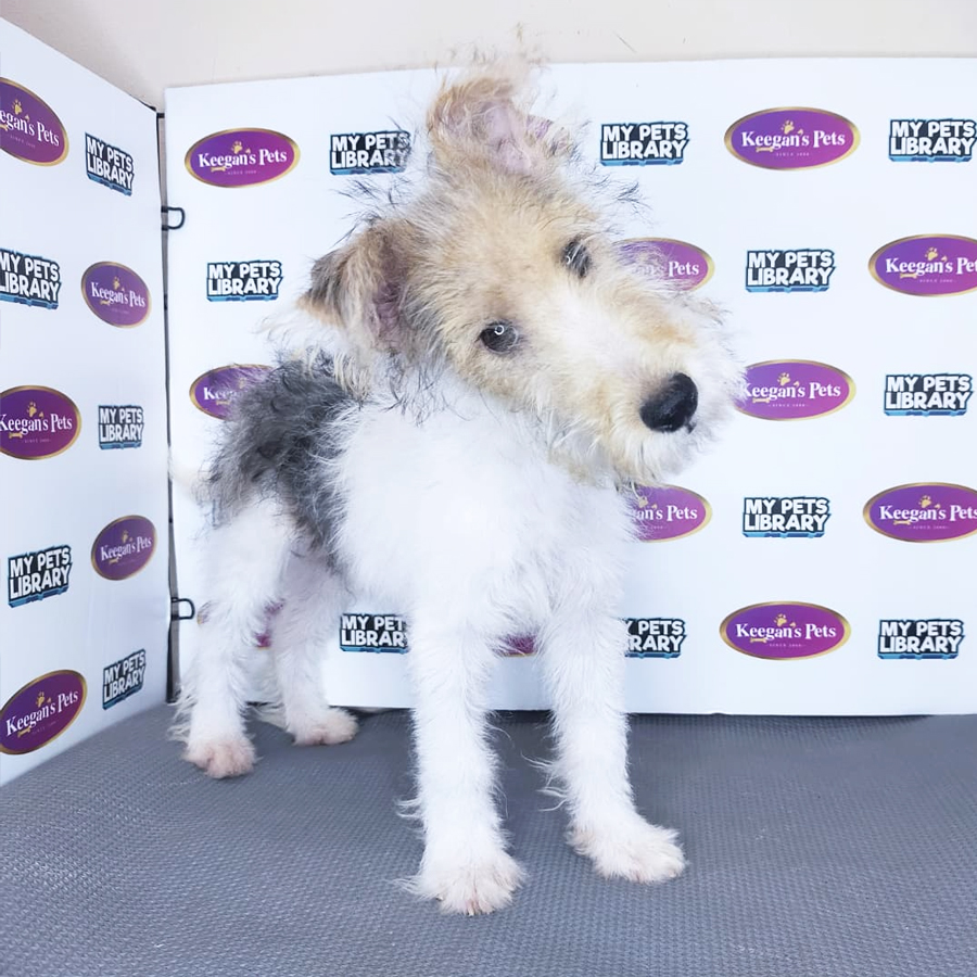 MKA Wire Fox Terrier Puppy (Male) For Sale