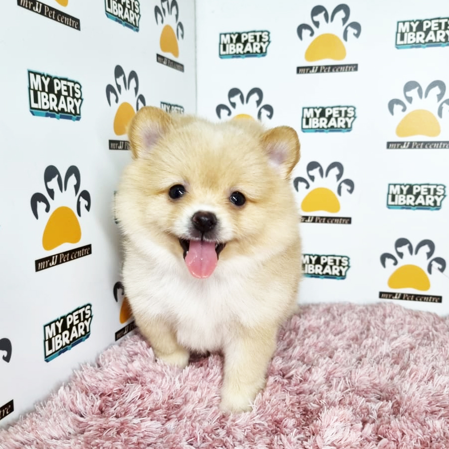 Pomeranian Puppy (Female) For Sale