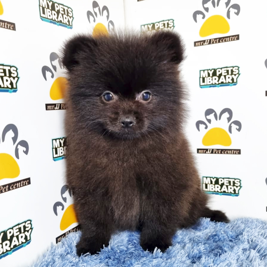Pomeranian Puppy (Male) For Sale