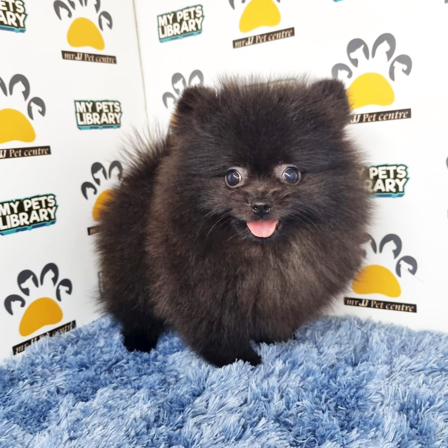 Pomeranian Puppy (Male) For Sale