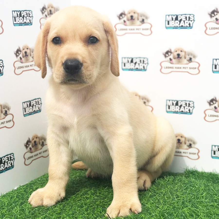 Labrador Retriever Puppy (Female) For Sale