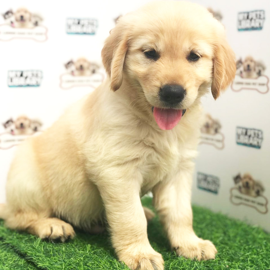Golden Retriever Puppy (Female) For Sale
