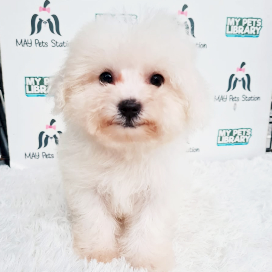 MKA Bichon Frise Puppy (Male) For Sale