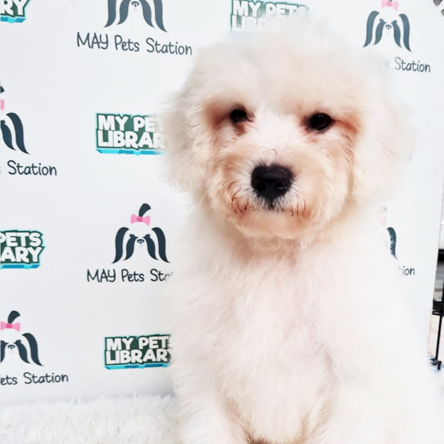 Bichon Frise Puppy (Male) For Sale