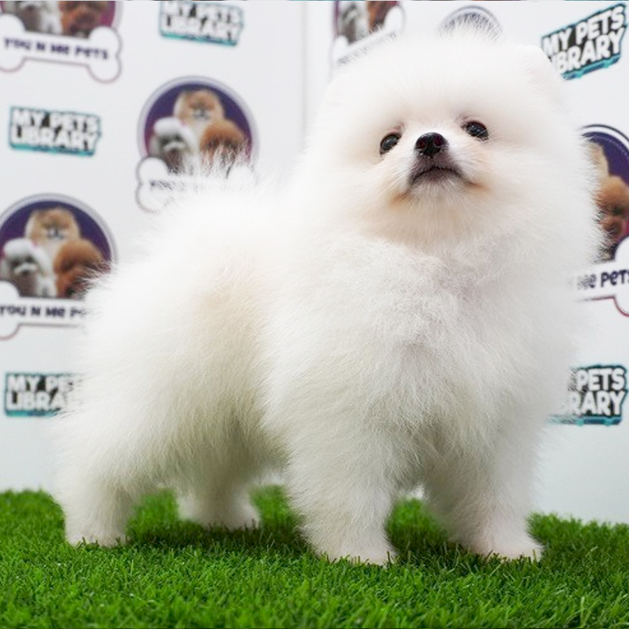 MKA Tiny Pomeranian Puppy (Female) For Sale