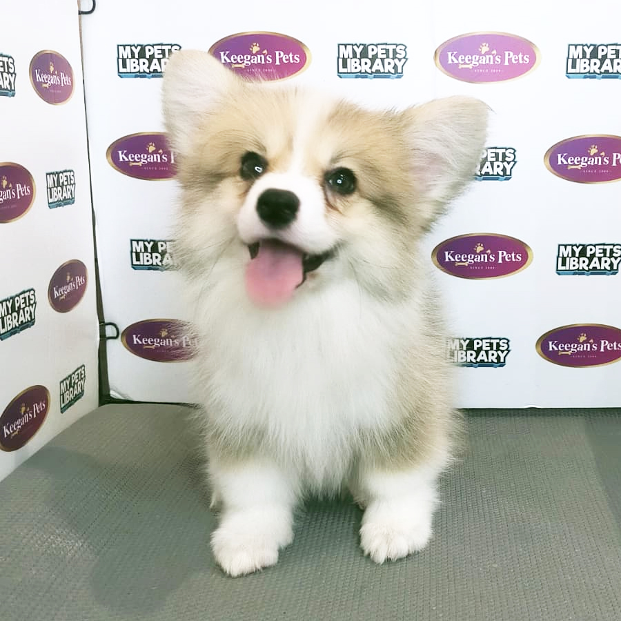 MKA Pembroke Welsh Corgi Puppy (Male) For Sale