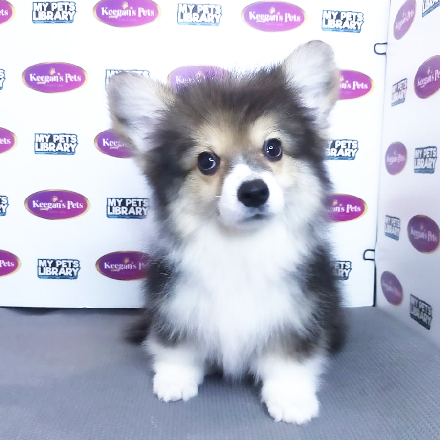 MKA Pembroke Welsh Corgi Puppy (Male) For Sale