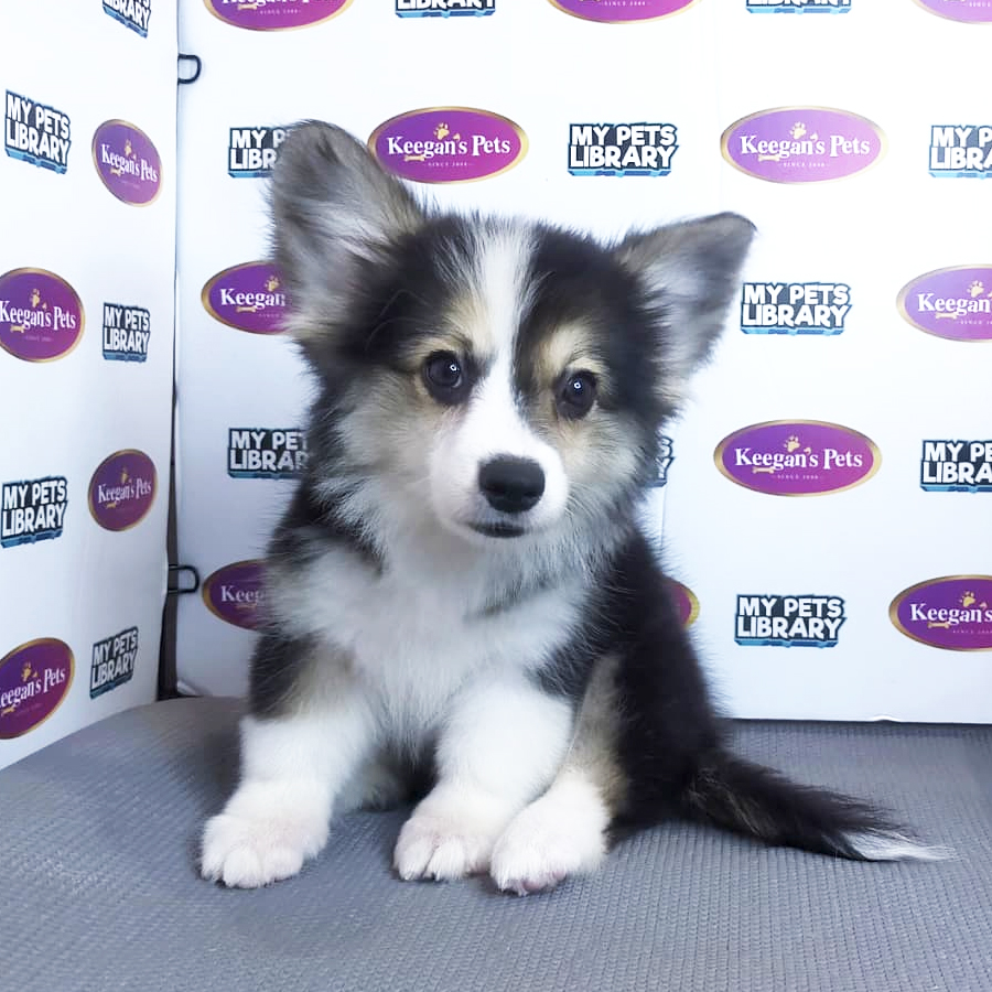 MKA Pembroke Welsh Corgi Puppy (Female) For Sale