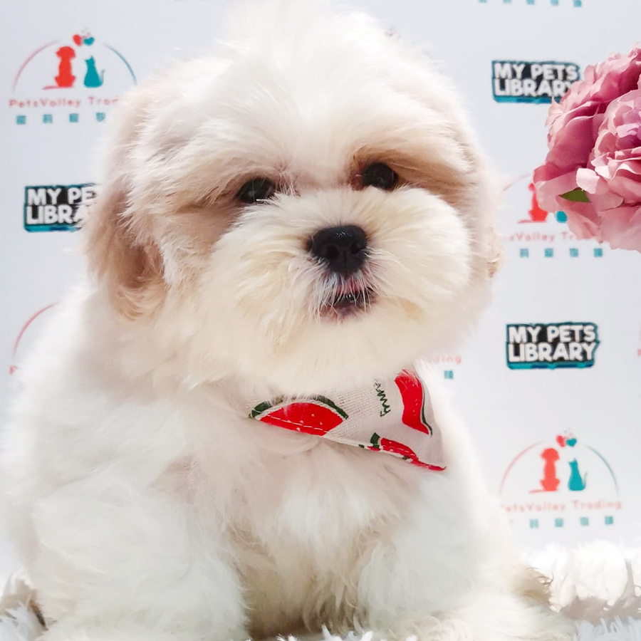 Maltipoo Puppy (Female) For Sale
