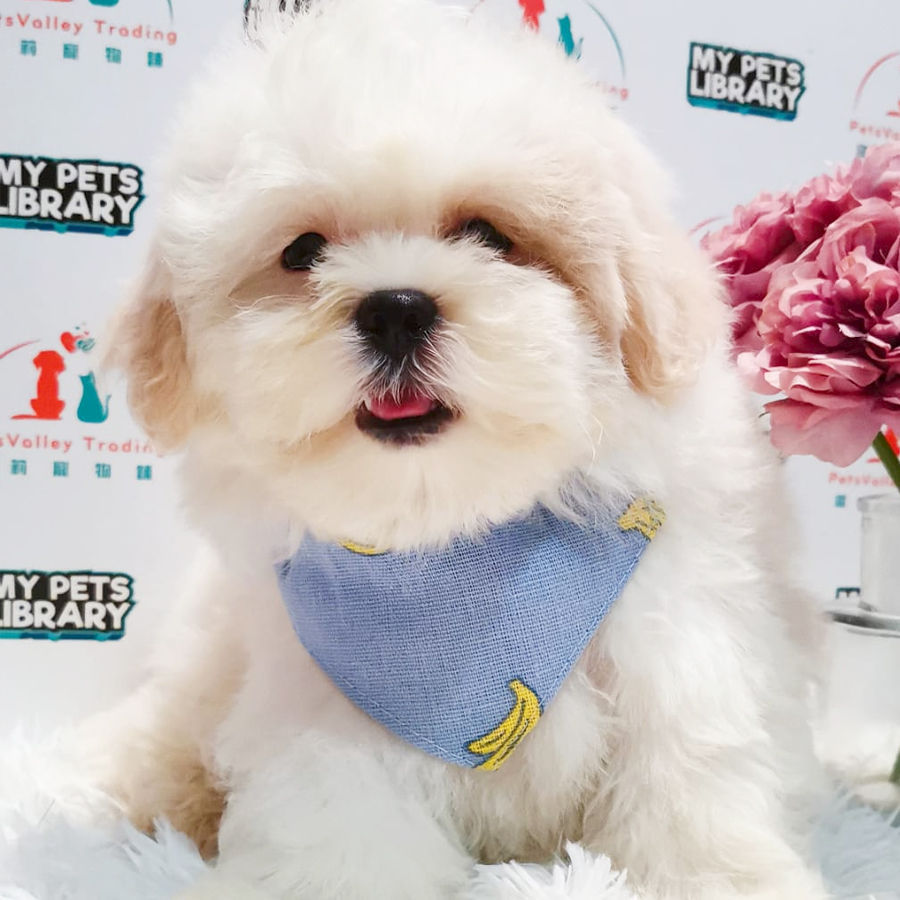 Maltipoo Puppy (Male) For Sale