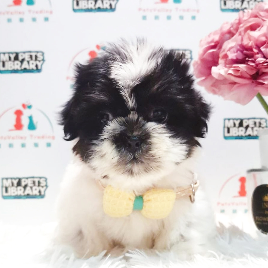 Shih Tzu Puppy (Female) For Sale