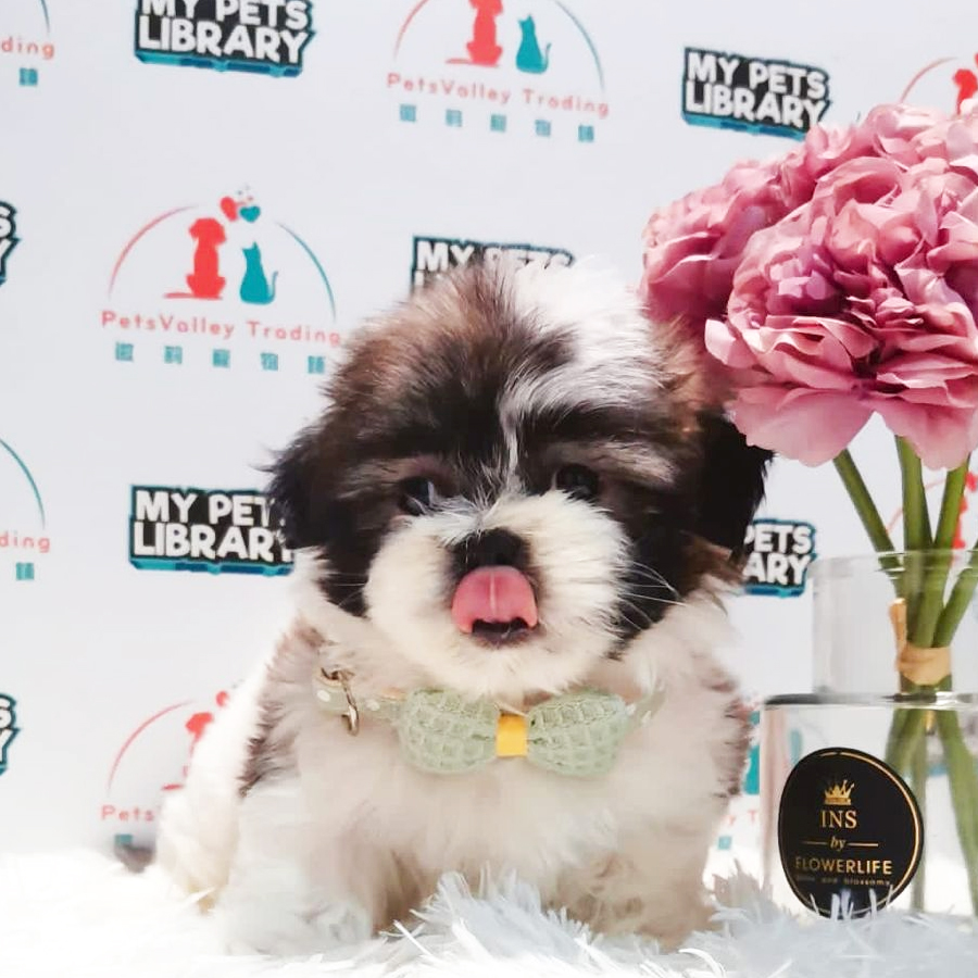 Shih Tzu Puppy (Female) For Sale