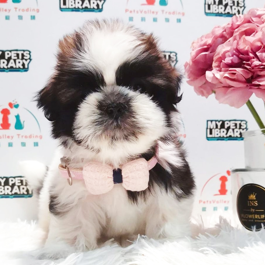 Shih Tzu Puppy (Female) For Sale