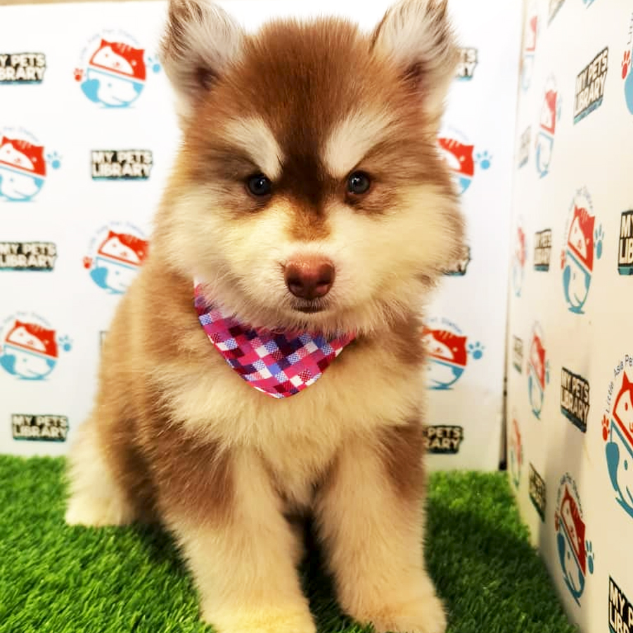 Wooly Husky Puppy (Female) For Sale