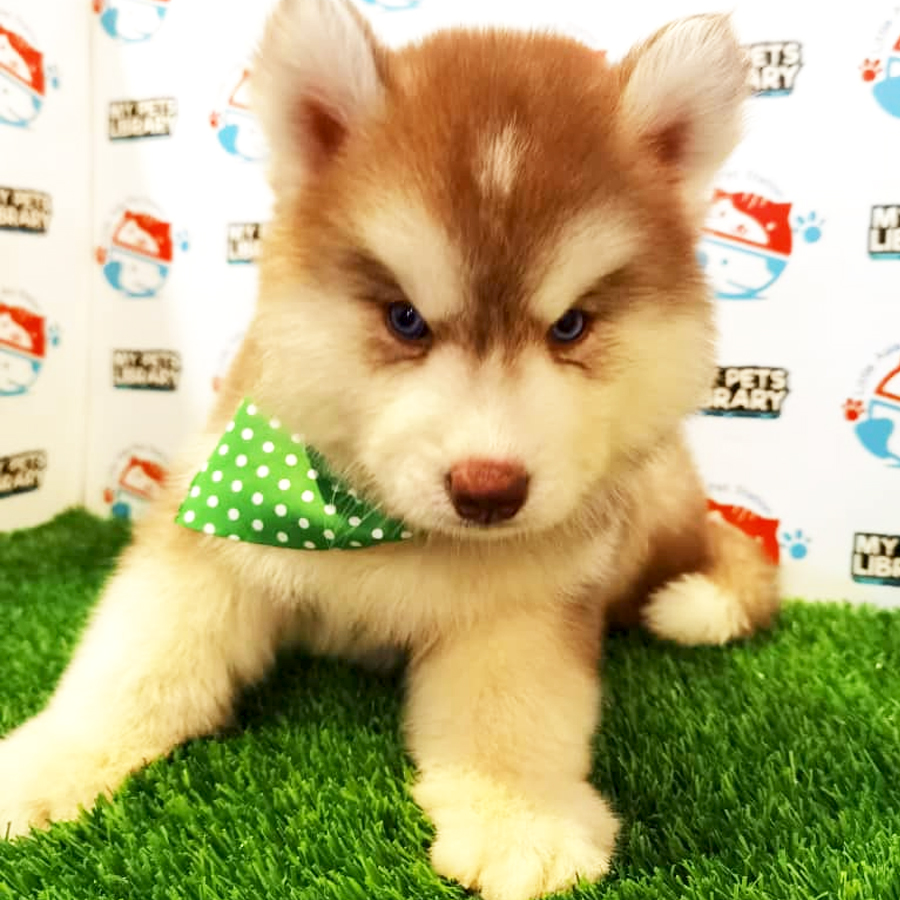 Wooly Husky Puppy (Male) For Sale
