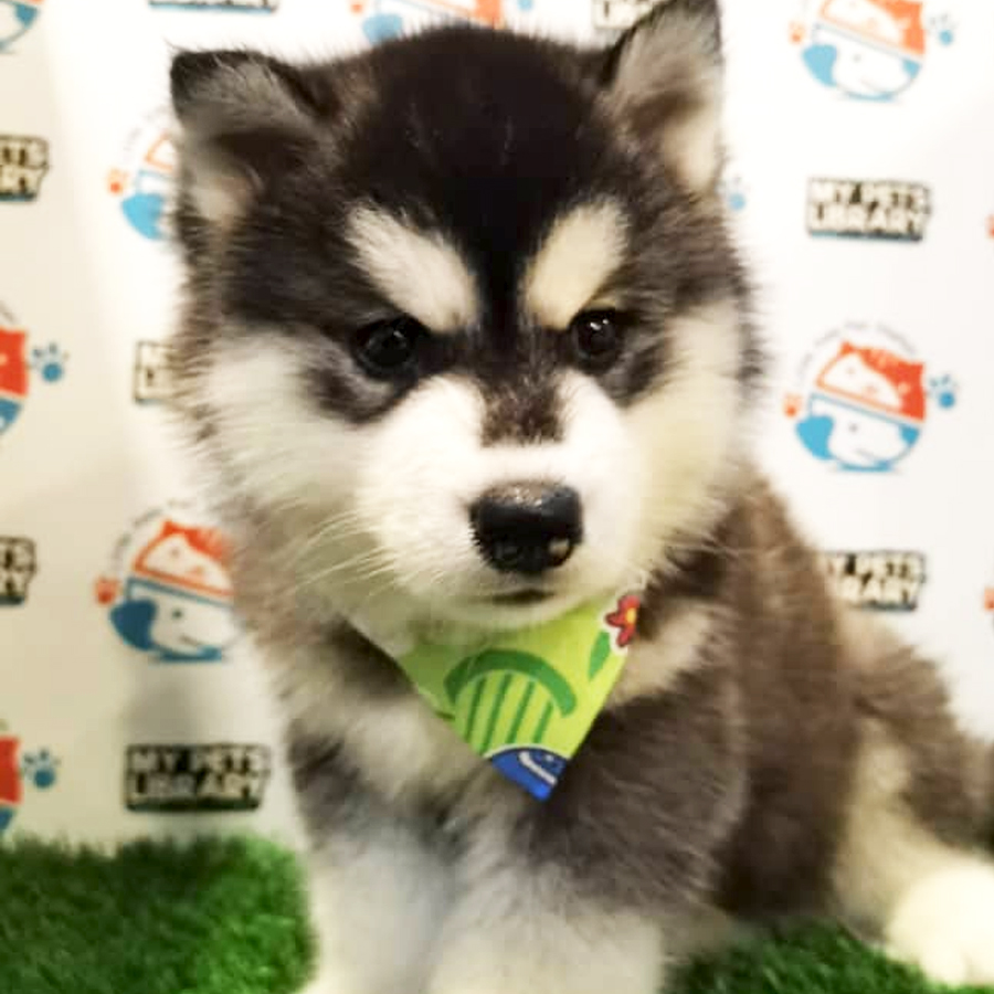 Wooly Husky Puppy (Male) For Sale