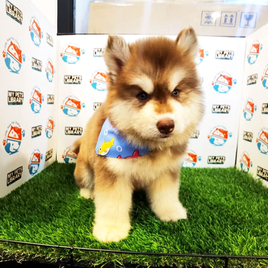Wooly Husky Puppy (Male) For Sale